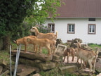 Ziegen angekommen!