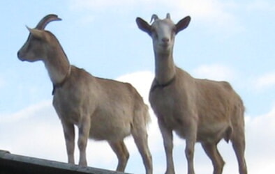 Ferienspaß an Pfingsten 6. - 9. Juni 